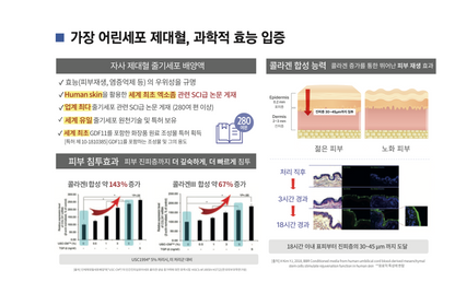 셀시아